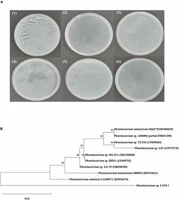 Antioxidant properties of water-soluble polysaccharides prepared by co-culture fermentation of straw and shrimp shell